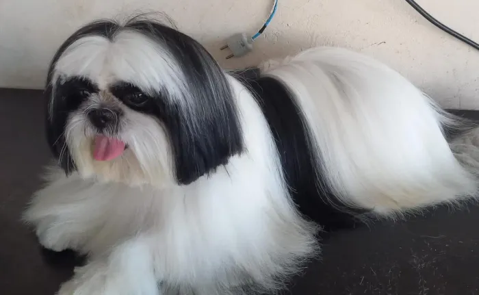 Shih tzu Macho Adulto