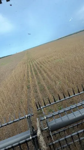 Fazenda de arrendamento Soja 2.500hec em Canarana MT. Ágio 700 mil reais 