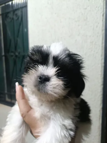 Shitzu macho mini