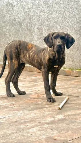 Fila Brasileiro fêmea 