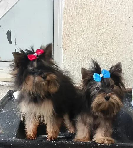 Casal de yorkshire já pronto
