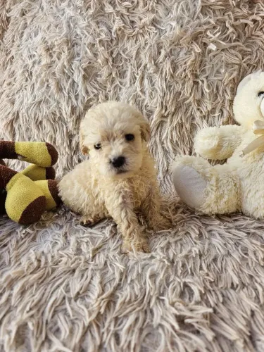 Poodle Macho