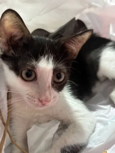 Gata para adoção 