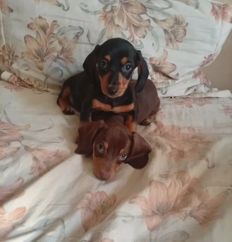 Filhotes de dachshund miniatura