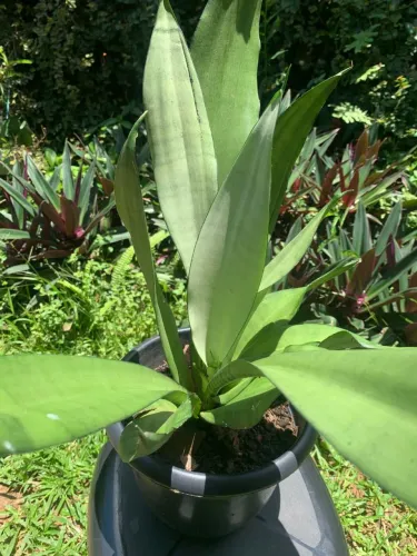 Planta 