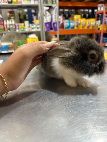 coelhos filhotes ? 