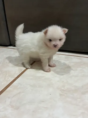 Spitz alemão anão