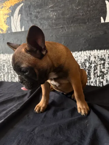 Buldogue francês 