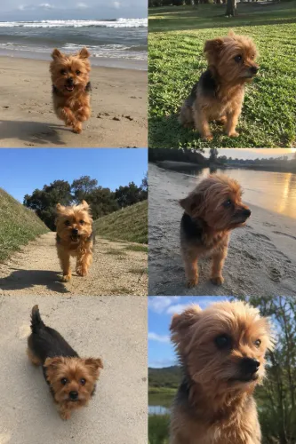 Yorkshire terrier 10 meses.