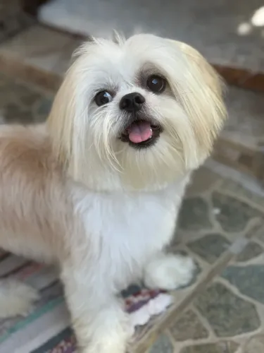 Cachorro para adoção responsável - Procura novo lar ?