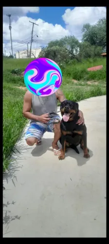 Rotweiller Filhotes Doação Responsável! Leia com atenção!