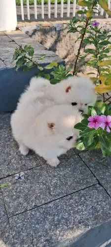 Spitz alemão  filhotes brancos e anã 