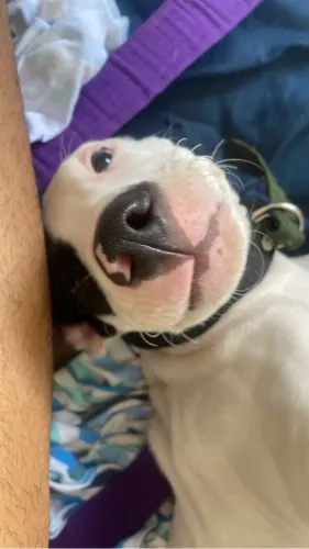 Doação Pitbull