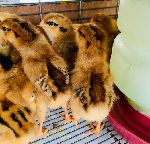 Pintinhos embrapa só fêmeas 