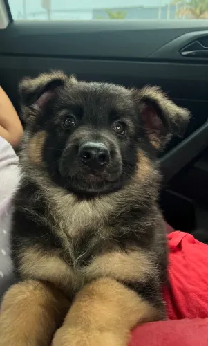 Filhote de Pastor Alemão Puro- Pelo longo
