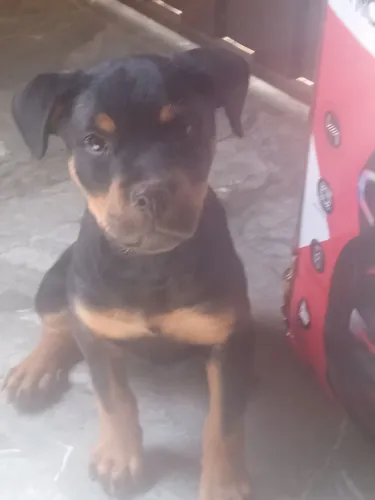 Rottweiler macho