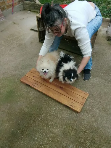Filhotes de Lulu da Pomerânia 