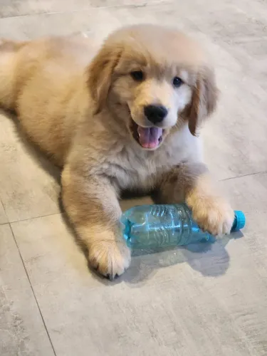Lindos filhotes de Golden Retriever disponíveis