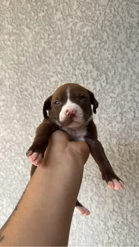 Filhote fêmea pitbull x pit monster
