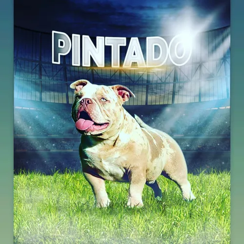 American bully tri Lilac merle