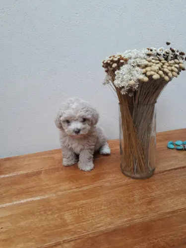 Poodles vacinados adestrados no jornal com garantia de saúde