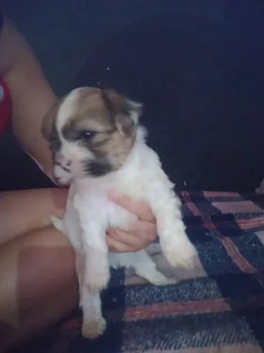 Lindos filhotinhos shitzu ótimo para companinha 
