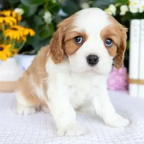 Cavalier King Charles Spaniel- Uma verdadeira obra prima