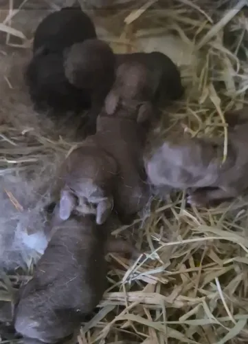 Coelhinhos netherland anão novas ninhadas zap *