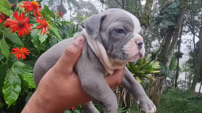 American bully várias cores 