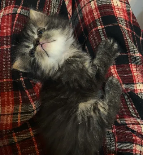 GATO PERSA