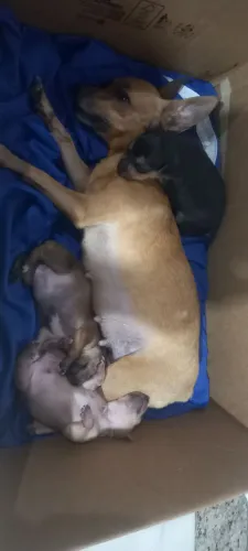 Filhotes de pincher número 1 Legítimo de pai e mãe