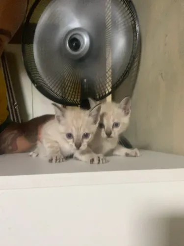 GATOS PARA DOAÇÃO