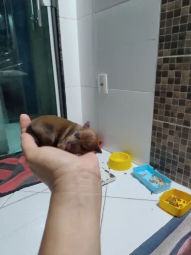 Lindo filhote de pinscher nº 0 filho de pais zero 1.499