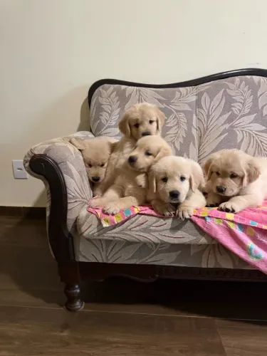 Golden retrive