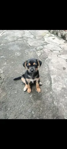A pedido de terceira linda chuchuzinha para doação responsável
