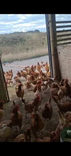 Vendo lote de galinhas poedeiras