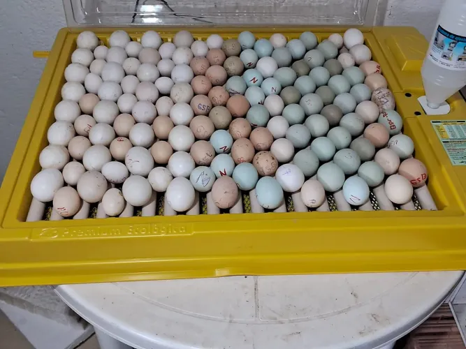 Chocadeira Premuin Ecológica 130 ovos