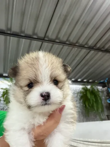 Lulu da Pomerania filhote