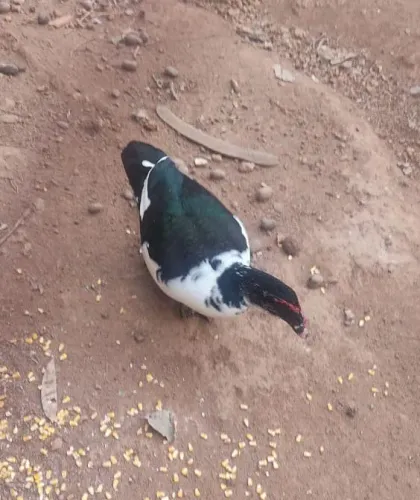 Patos