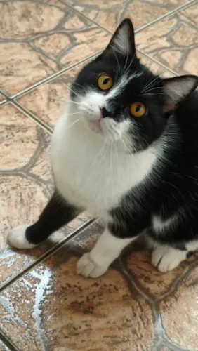Doação de gato frajola castrado 