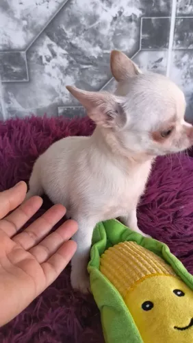 Machinho 