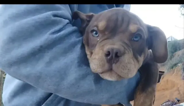 Filhotes de American Bully Disponíveis, Com Pedigree!