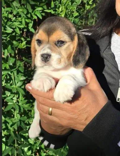 Beagle chamar no What`s para mais informações