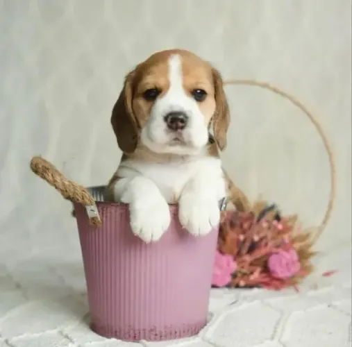 Filhotes de Beagle | Uma companhia especial para sua família.