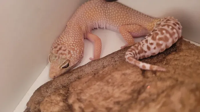 Gecko legalizado