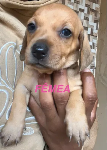 Filhotes de dachshund vulgo salsichinha/cofap