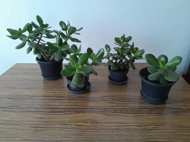 4 vasos com plantas Jade