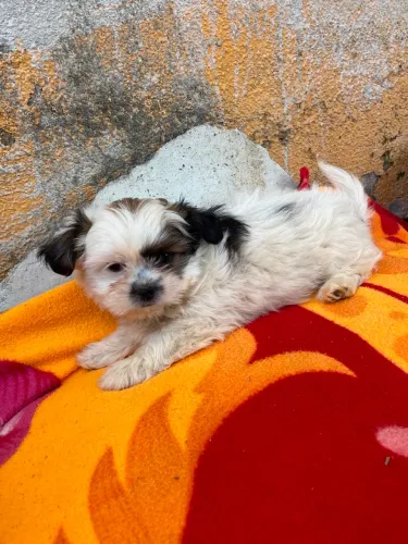  2 Shitzu macho disponível 