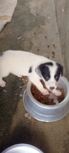 Border Collie