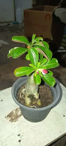 3 rosas do deserto cores variadas, dobrada e simples